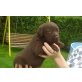Labrador Retriever - Hündin