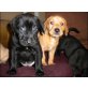 Labrador Retriever - Hündin