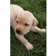 Labrador Retriever - Hündin