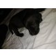 Labrador Retriever - Hündin