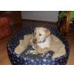 Labrador Retriever - Hündin