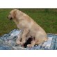 Labrador Retriever - Hündin
