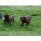 Labrador Retriever - Hündin