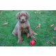 Labrador Retriever - Hündin