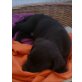 Labrador Retriever - Hündin