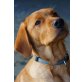 Labrador Retriever - Hündin