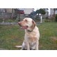 Labrador Retriever - Hündin