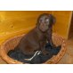 Labrador Retriever - Hündin