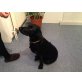 Labrador Retriever - Hündin
