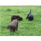 Labrador Retriever - Hündin
