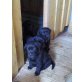 Labrador Retriever - Hündin