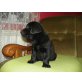 Labrador Retriever - Hündin