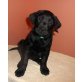 Labrador Retriever - Hündin