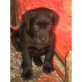 Labrador Retriever - Hündin