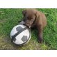 Labrador Retriever - Hündin