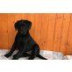 Labrador Retriever - Hündin