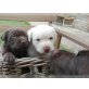 Labrador Retriever - Hündin