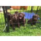 Labrador Retriever - Hündin