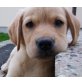 Labrador Retriever - Hündin