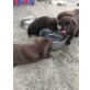 Labrador Retriever - Hündin