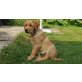 Labrador Retriever - Hündin