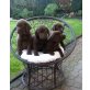 Labrador Retriever - Hündin