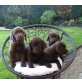 Labrador Retriever - Hündin