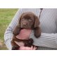 Labrador Retriever - Hündin
