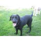 Labrador Retriever - Hündin