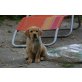 Labrador Retriever - Hündin