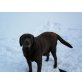 Labrador Retriever - Hündin