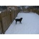 Labrador Retriever - Hündin