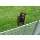 Labrador Retriever - Hündin