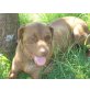Labrador Retriever - Hündin