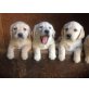 Labrador Retriever, Labrador Retriever - Rüde