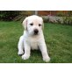 Labrador Retriever, Labrador Retriever - Rüde
