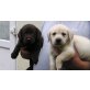 Labrador Retriever, Labrador Retriever - Rüde