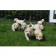 Labrador Retriever, Labrador Retriever - Rüde