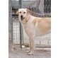 Labrador - Retriever Mix - Hündin