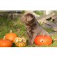 Labrador Retriever - Rüde
