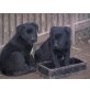 Labrador Retriever - Rüde