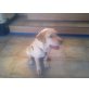 Labrador Retriever - Rüde