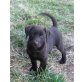 Labrador Retriever - Rüde