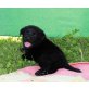 Labrador Retriever - Rüde