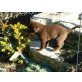 Labrador Retriever - Rüde