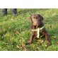 Labrador Retriever - Rüde