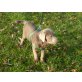 Labrador Retriever - Rüde
