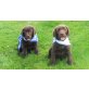 Labrador Retriever - Rüde
