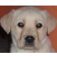 Labrador Retriever - Rüde