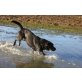 Labrador Retriever - Rüde